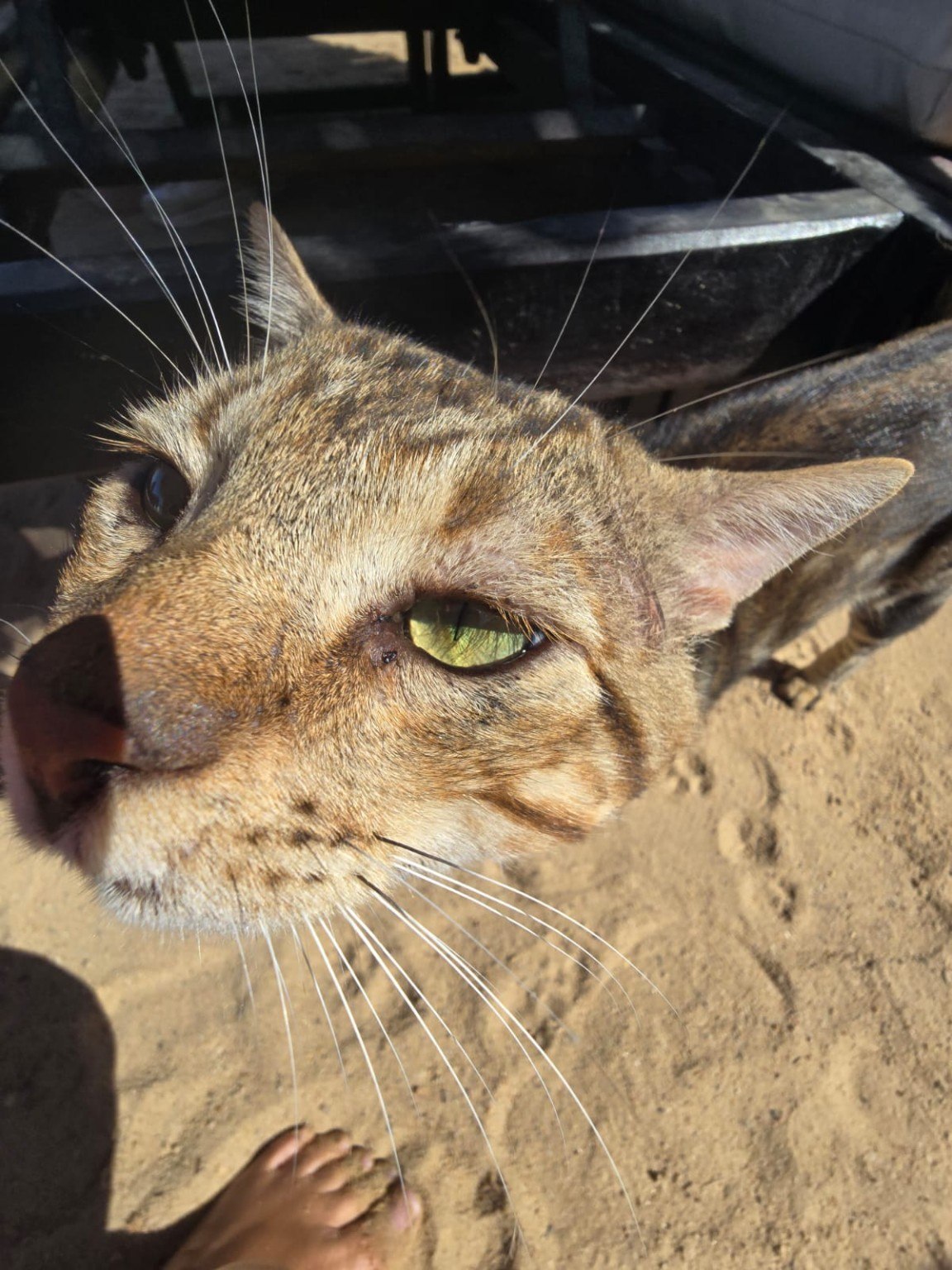 A beach cat in Egypt
