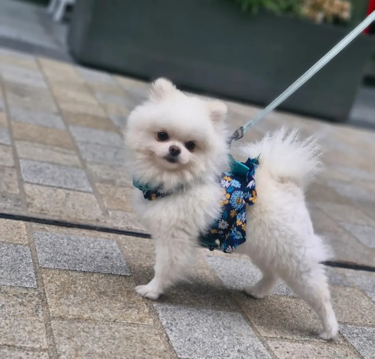 Miso on a walk