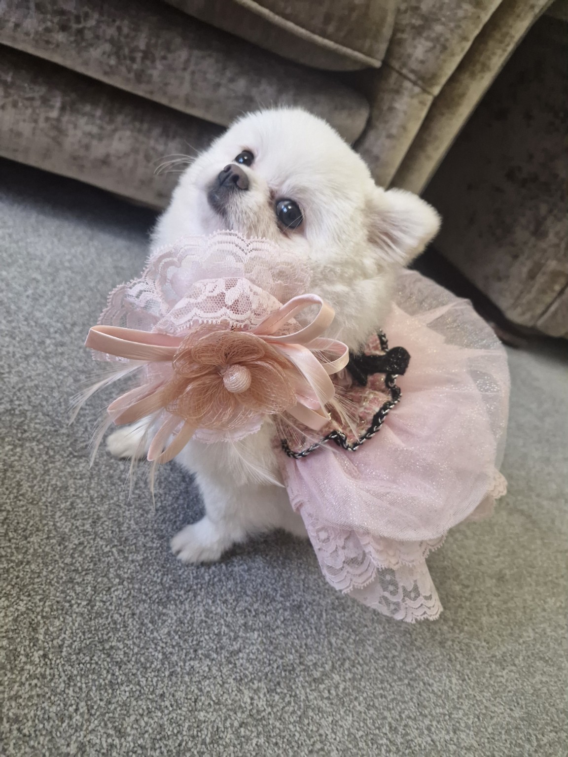 Miso wearing her pink dress
