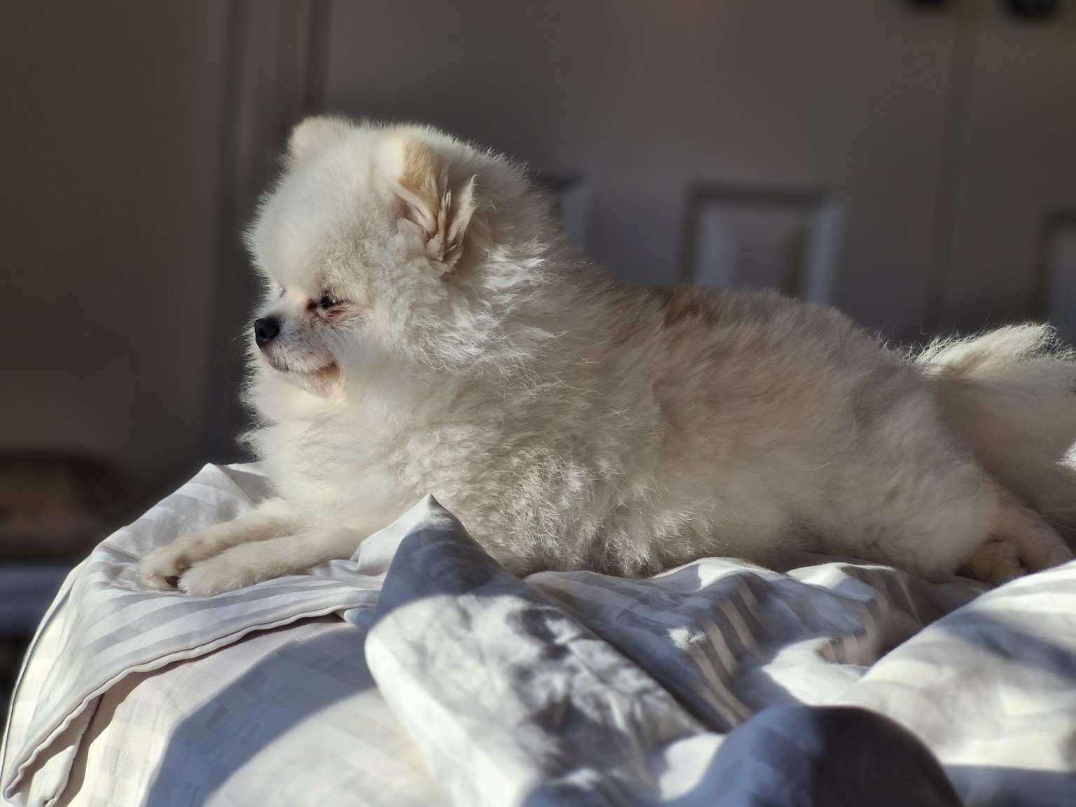 Miso Cute relaxing and looking toward her next adventure