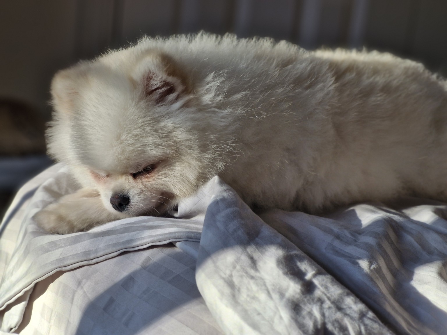 Miso resting