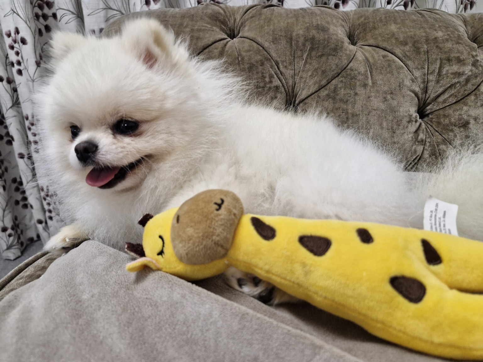 Miso