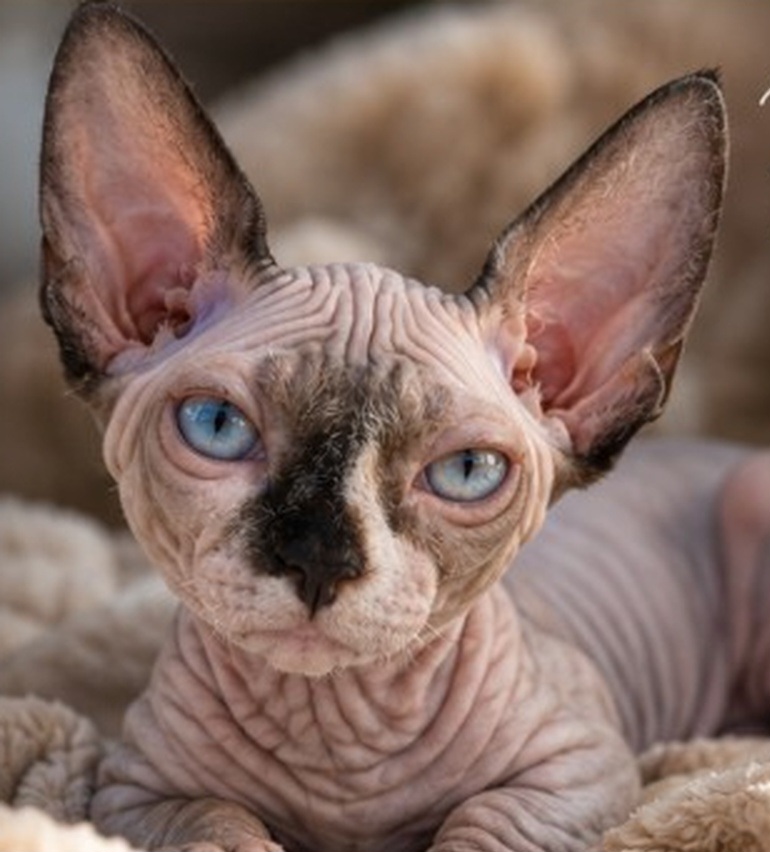 Pablo the Sphynx Bambino