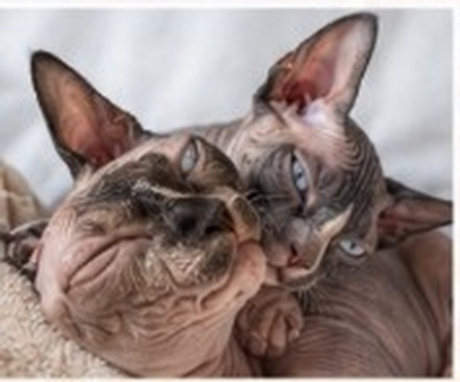 Pablo cuddling with another Sphynx cat