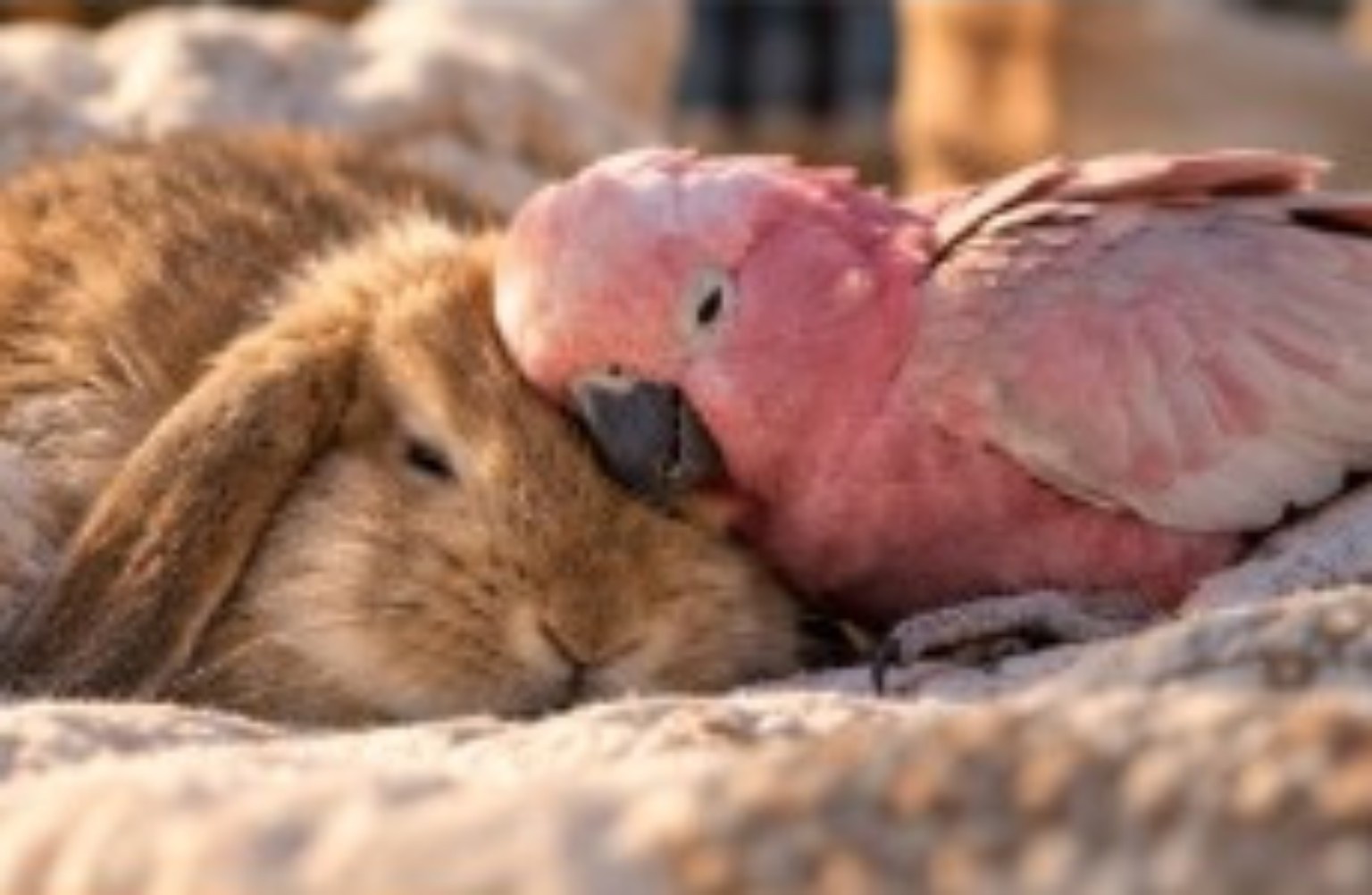 Pi cuddling Richie